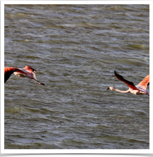 Flamingo - Flying Flamingo - Flying